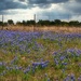 Bluebonnets and Clouds by judyc57