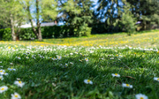 22nd Apr 2021 - little daisies white that dot the meadow