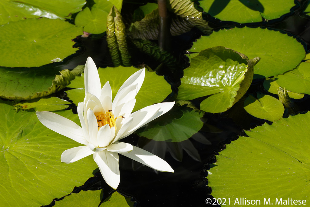 Water Lily and Pads by falcon11