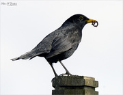 26th Apr 2021 - Male Blackbird