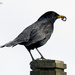 Male Blackbird by pcoulson
