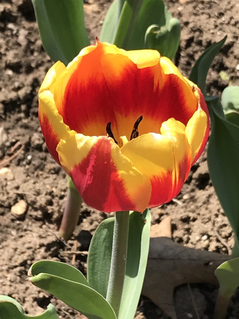 It’s tulip season  by mjmaven