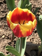26th Apr 2021 - It’s tulip season 
