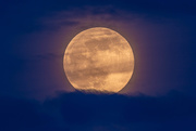 26th Apr 2021 - The Pink Moon