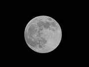 26th Apr 2021 - Pink Moon