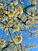 28th Apr 2021 - Cherry trees flowers. 