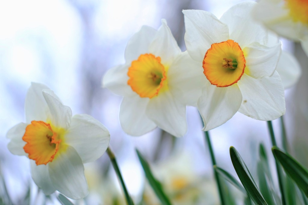 Daffodil 27 by 4rky