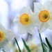 Daffodil 27 by 4rky