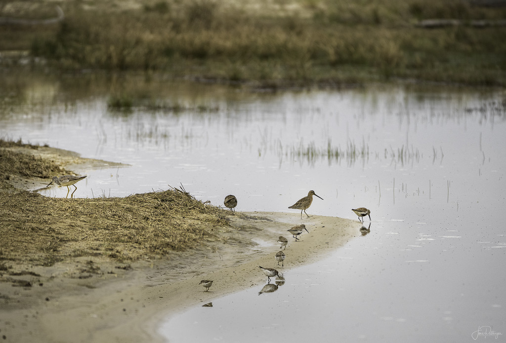 Yellowlegs and Sanderlings Eating Together by jgpittenger