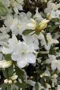 26th Apr 2021 - My white azalea