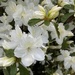 My white azalea by tunia