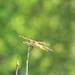 Dragonfly on Tree  by sfeldphotos