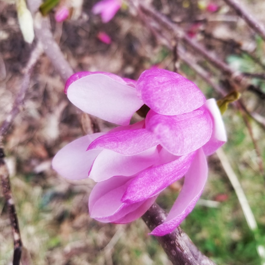 Magnolia blossom by ljmanning