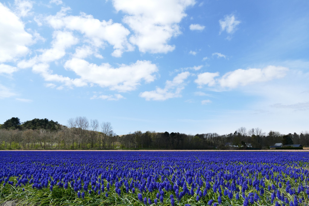 blue flowers and blue sky by marijbar