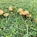 Mushroom city limits  by sugarmuser