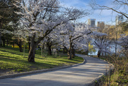 26th Apr 2021 - High Park Cherry Blossoms