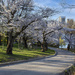 High Park Cherry Blossoms by pdulis