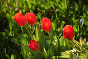26th Apr 2021 - My Tulips