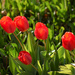 My Tulips by bjywamer