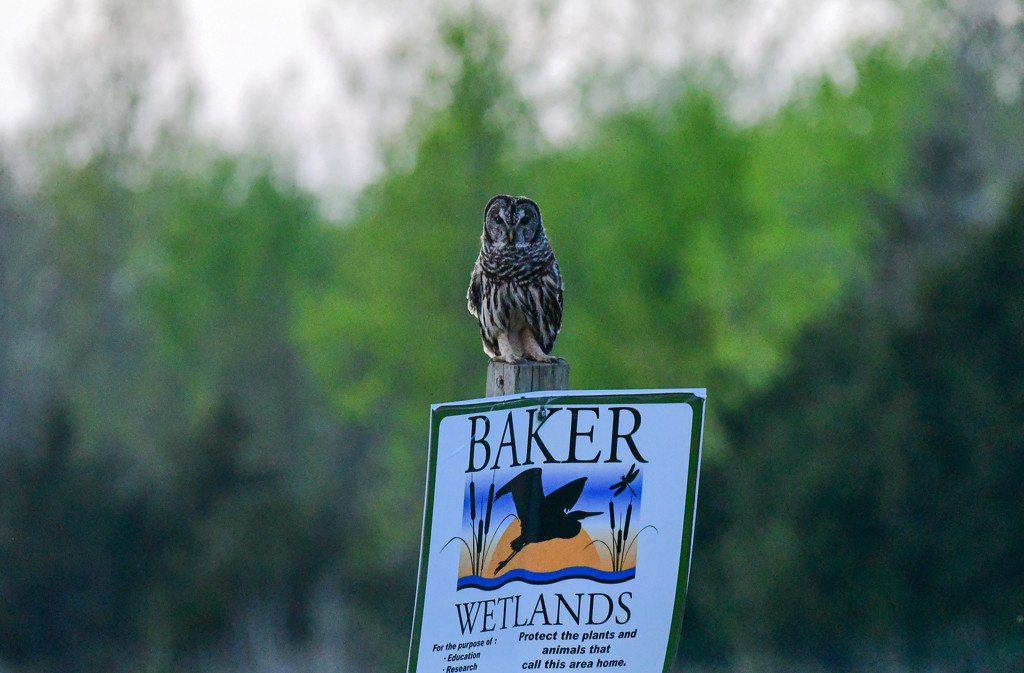 Protector of the Wetlands by kareenking