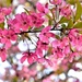 Flowering Crabapple by genealogygenie
