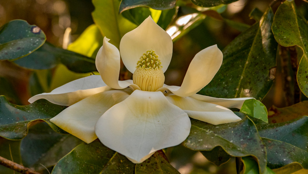 Magnolia Bloom That has Opened Up! by rickster549