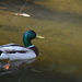 Be Like a Duck by genealogygenie