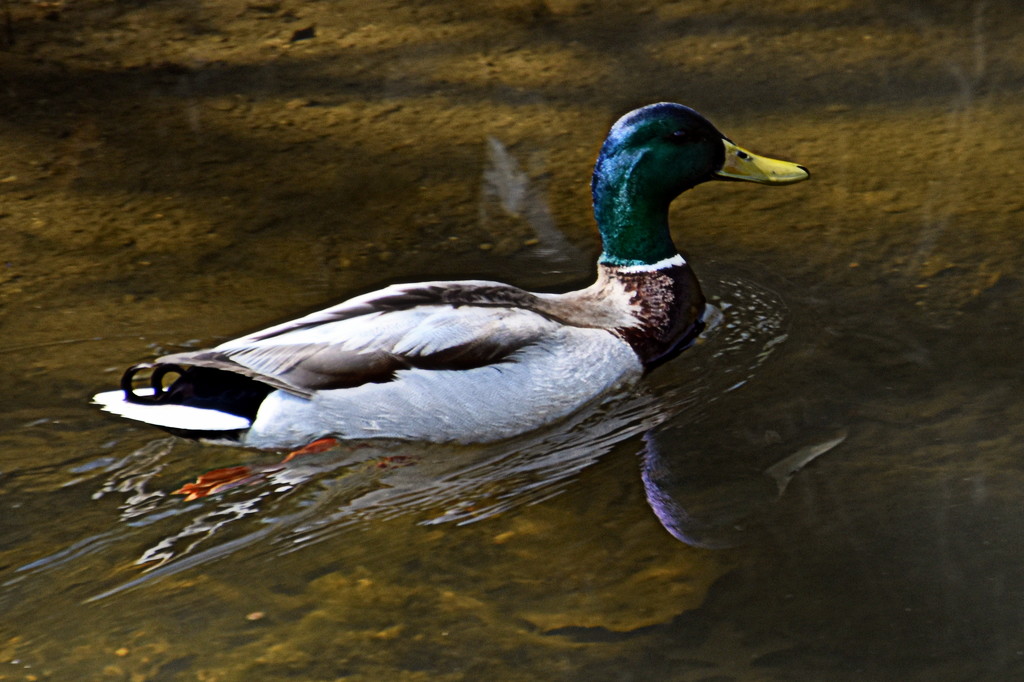 Be Like a Duck alternate by genealogygenie