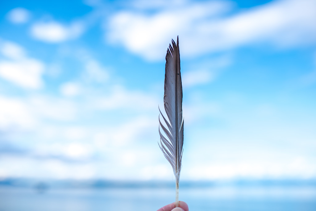 Just a Feather by kwind