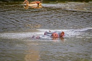 27th Apr 2021 - Of course there were Hippos