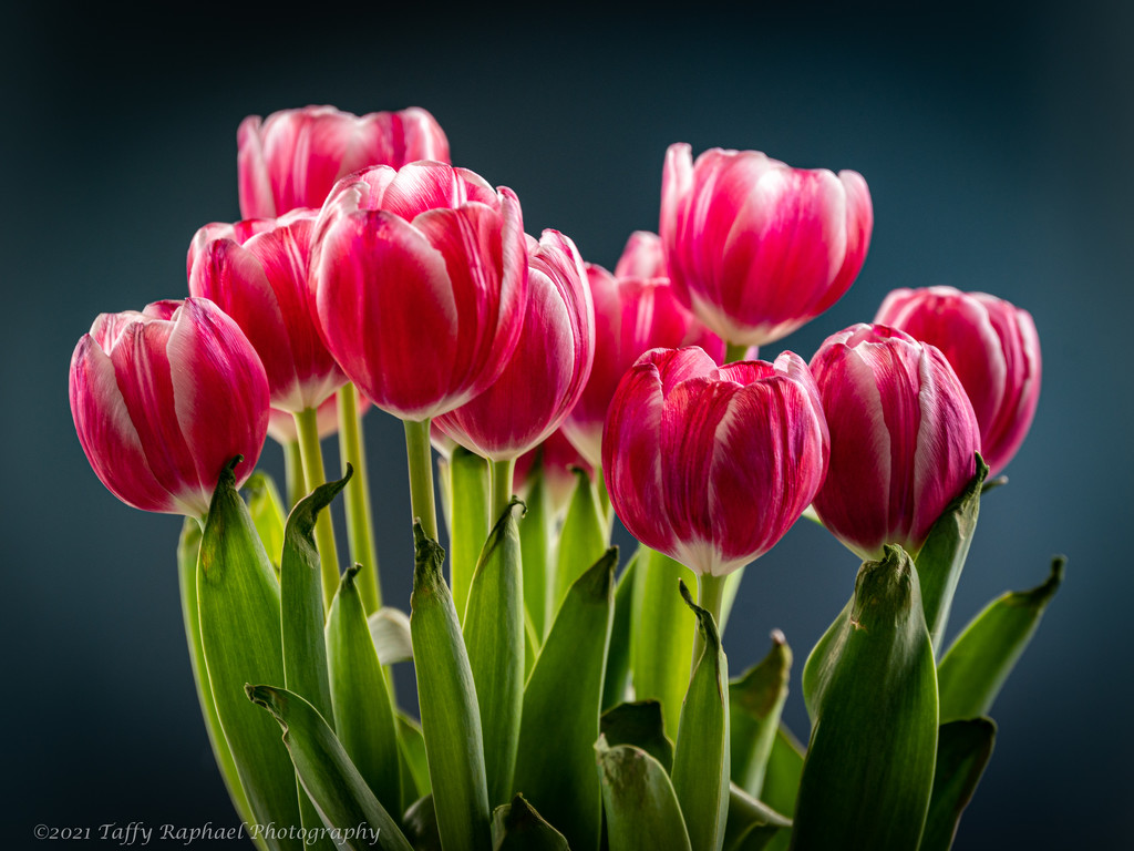 Lens Test 2: Tulips by taffy