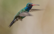 26th Apr 2021 - Broadbilled Hummingbird
