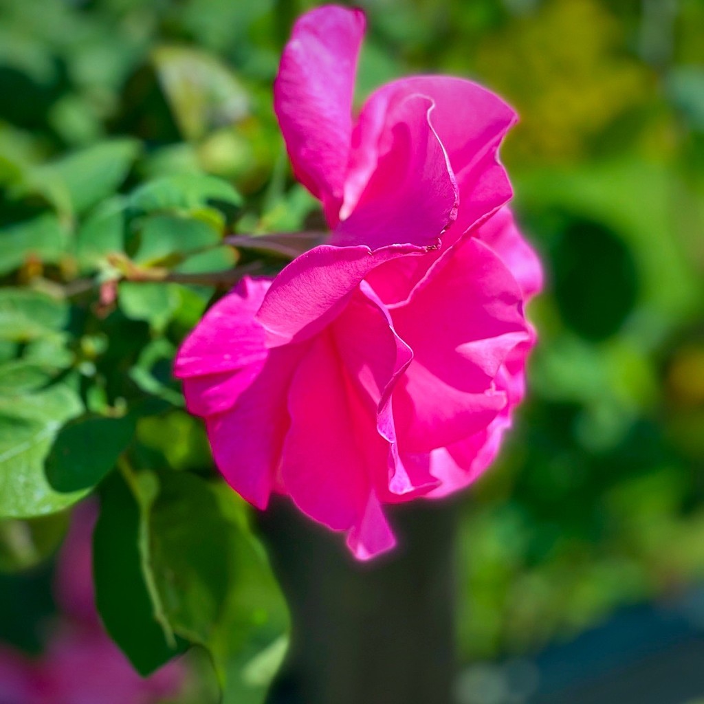 A Single Rose by gardenfolk