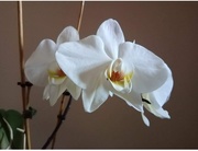 27th Apr 2021 - Orchid