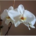 Orchid by 365projectorgjoworboys