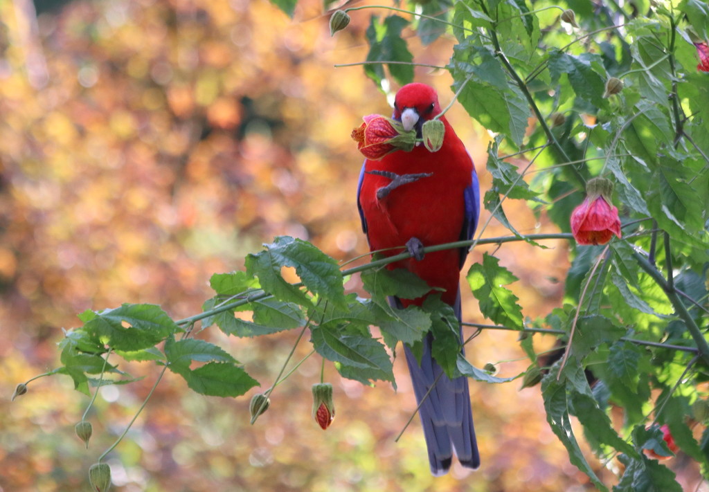 Autumn rosella by gilbertwood