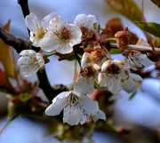 26th Apr 2021 - Cherry Blossom