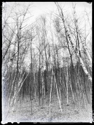 26th Apr 2021 - Birch trees (Mont St. Bruno)
