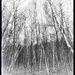 Birch trees (Mont St. Bruno) by dora