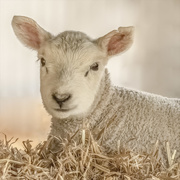 27th Apr 2021 - Lamb 