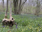 27th Apr 2021 - Bluebell Woods