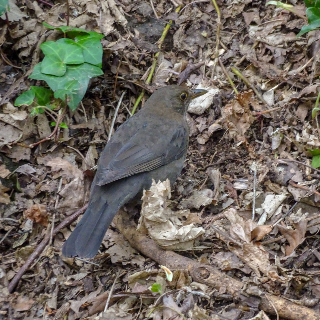 Rusty blackbird by cam365pix