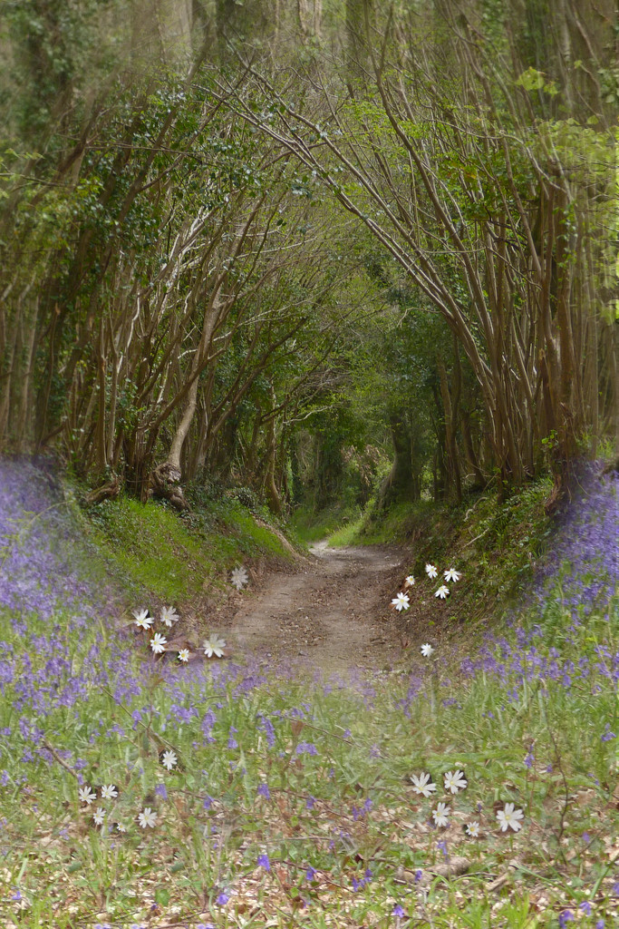 Bluebells, Wood Anemones and Tree Tunnel by thedarkroom