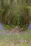 27th Apr 2021 - Bluebells, Wood Anemones and Tree Tunnel