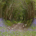 Bluebells, Wood Anemones and Tree Tunnel on 365 Project