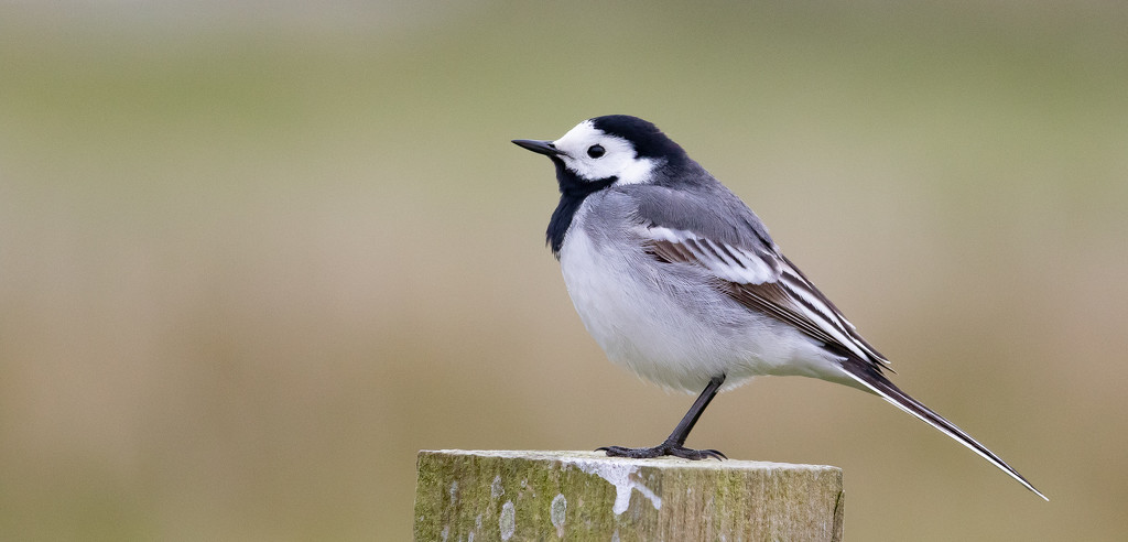 White Wagtail by lifeat60degrees