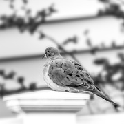 27th Apr 2021 - mourning dove