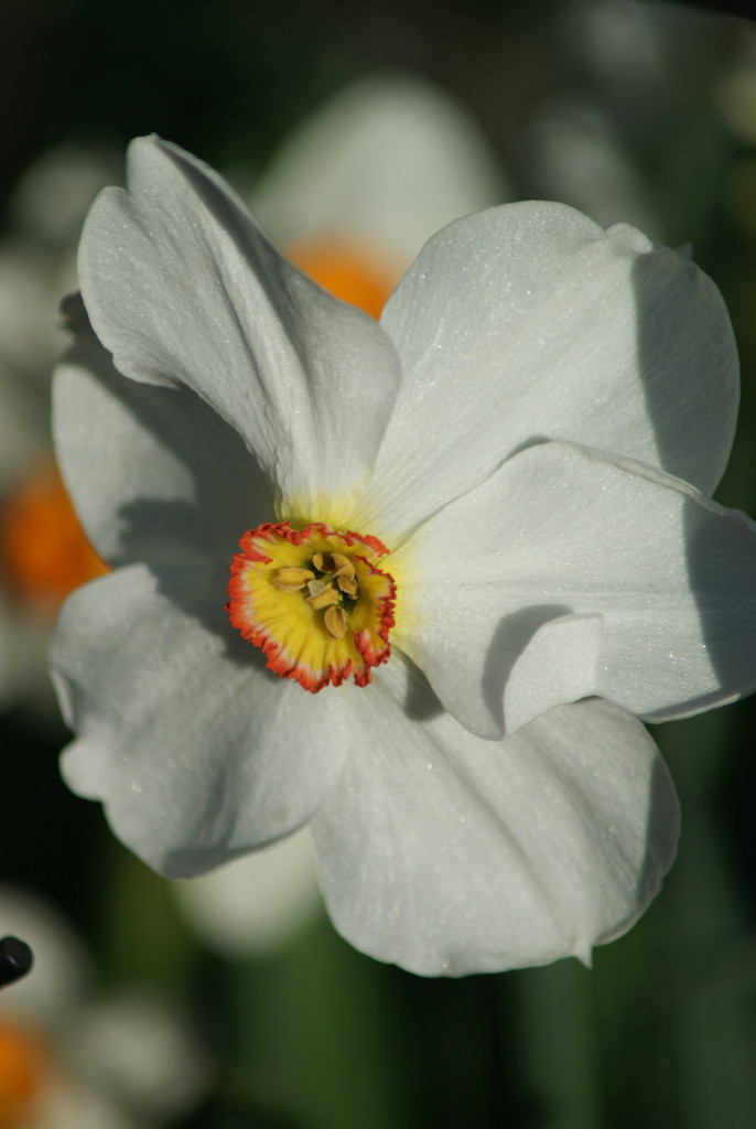 Narcissus in the sun by 365projectmaxine