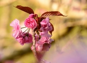 27th Apr 2021 - Cheery Cherry Blossom..........