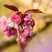 Cheery Cherry Blossom.......... by ziggy77
